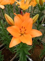 [5135 Sunderland VZ No01.JPG]